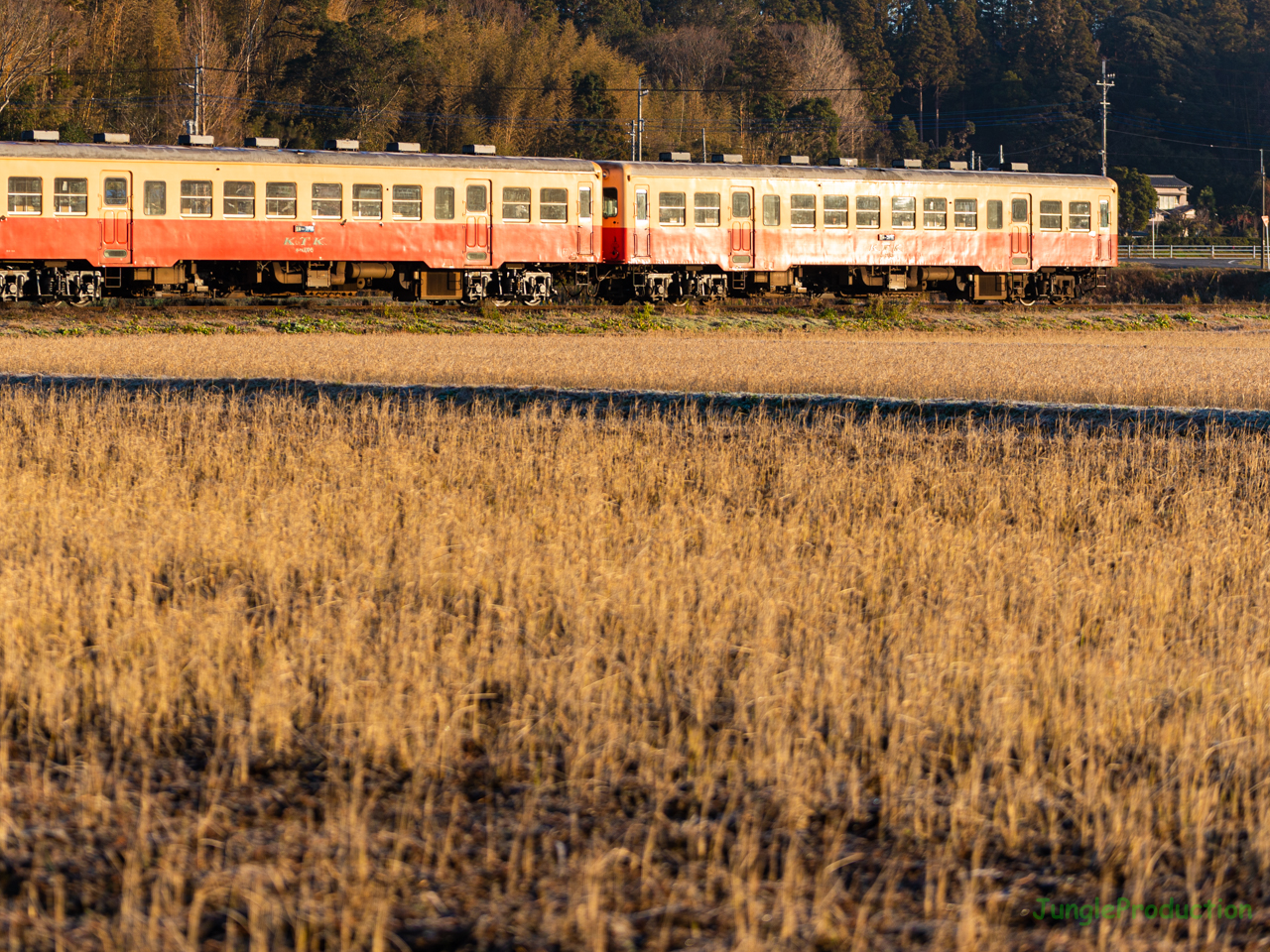 朝日で側面がギラリと光る小湊鉄道の列車