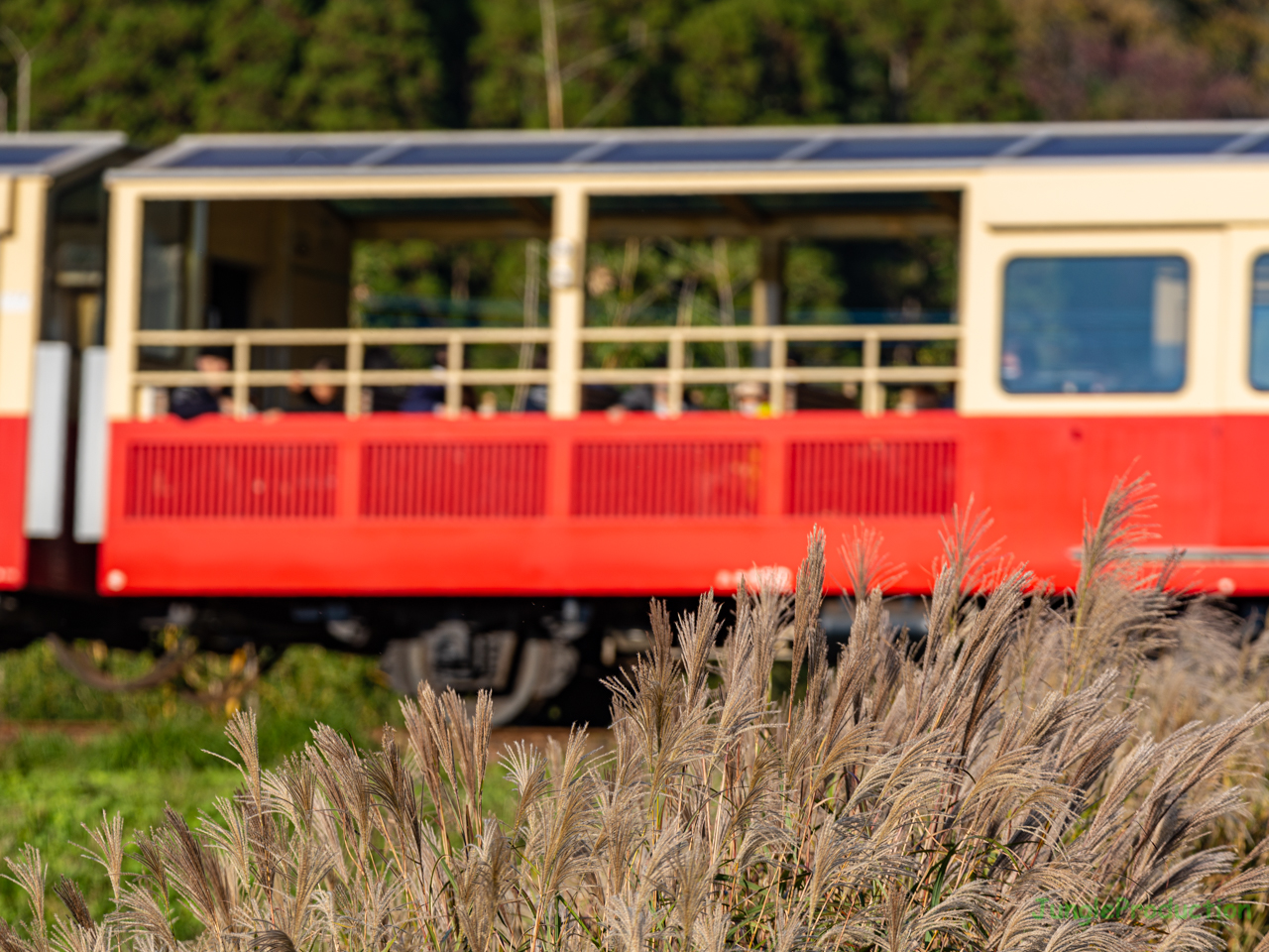 ススキと秋の風景を楽しむ里山トロッコ列車のお客さん