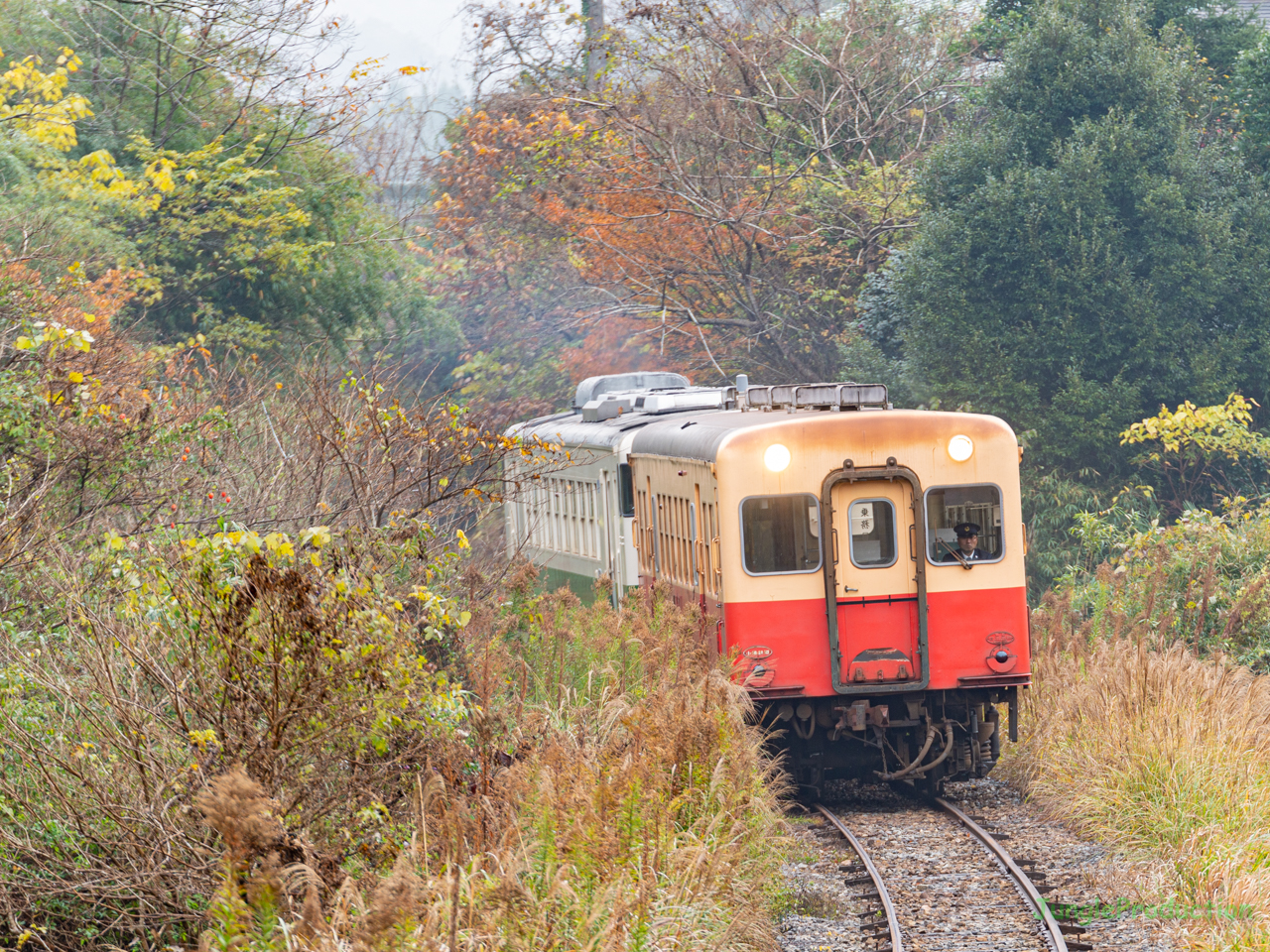 秋の気配が残る風景の中をキハ202を先頭にした試運転列車が走る