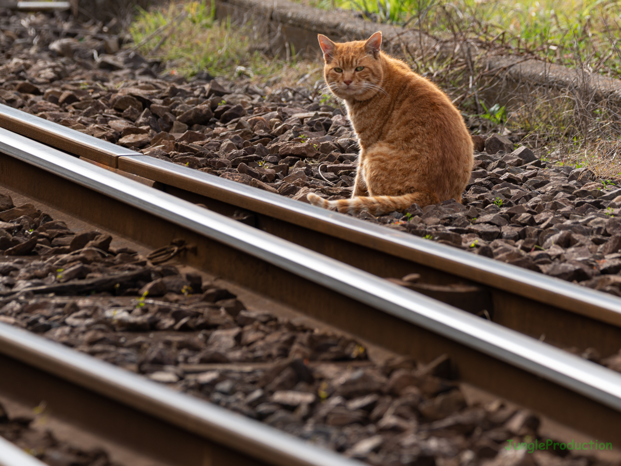 上総山田駅付近のポイントのそばで冷たい視線を投げかける猫