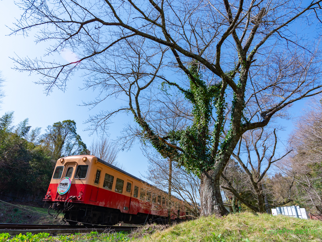 蔦の絡まった桜の木を青空バックで美術館のヘッドマークを付けた気動車と共に