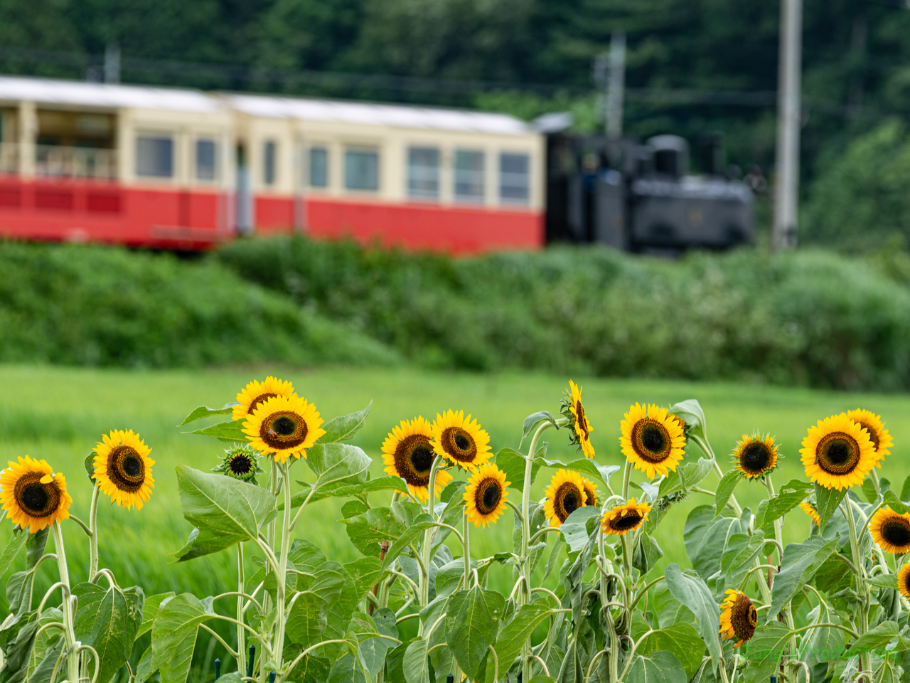 もう一度トロッコ列車とひまわり