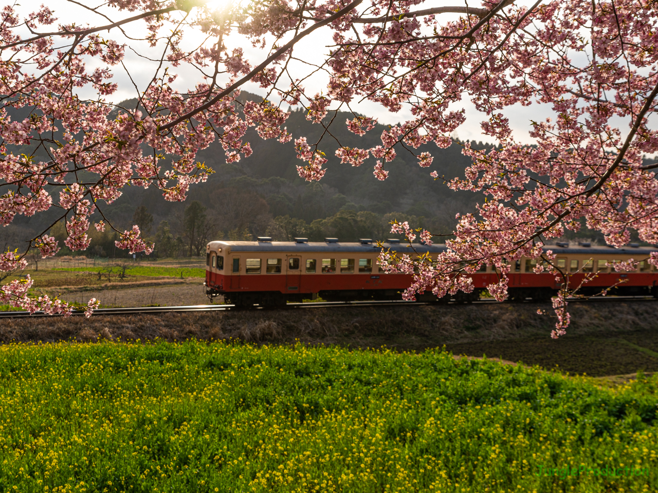 石神の河津桜と小湊鉄道のキハを夕陽で撮る