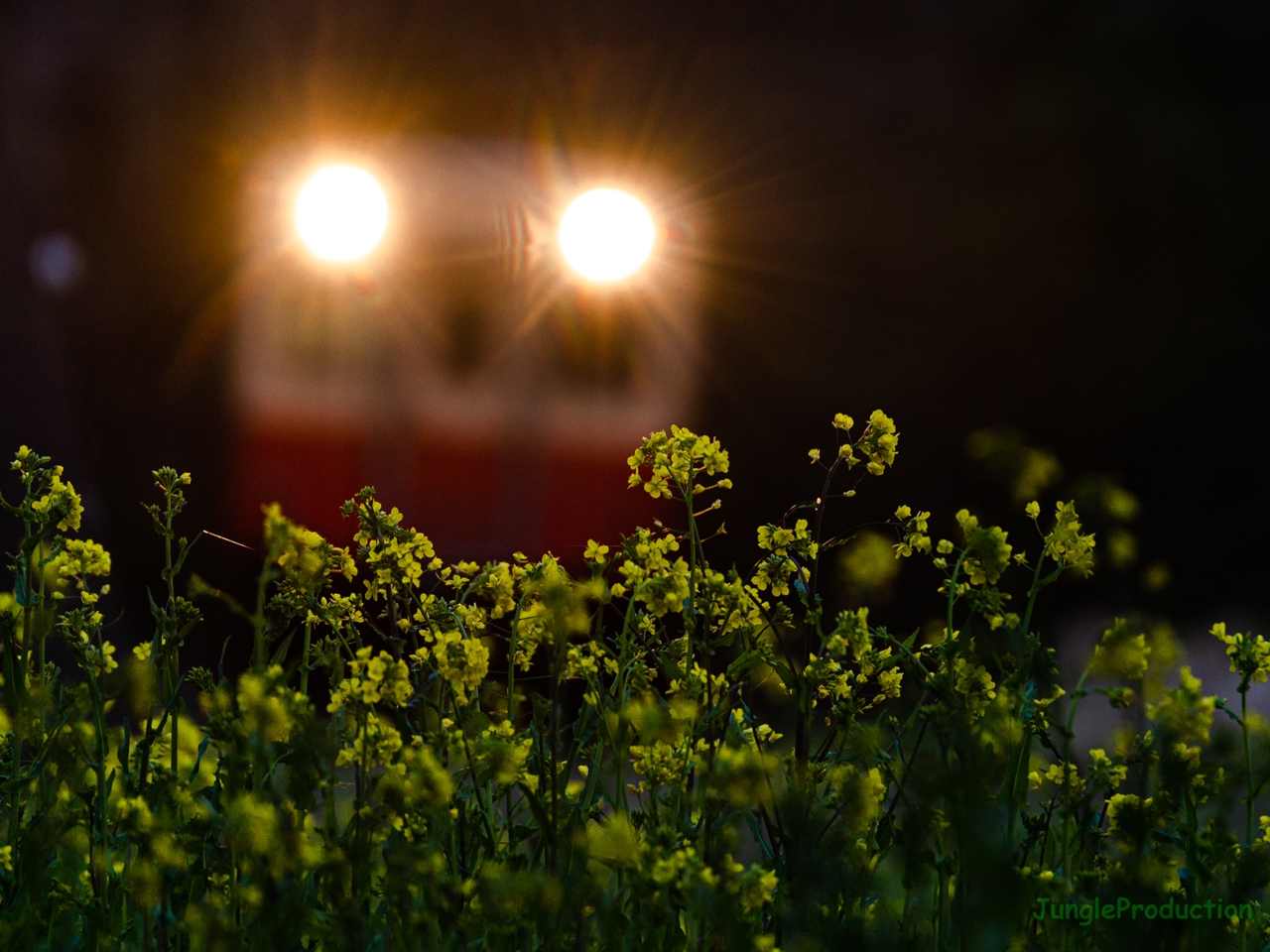 夕闇迫る上総大久保駅でヘッドライトに浮かび上がる菜の花