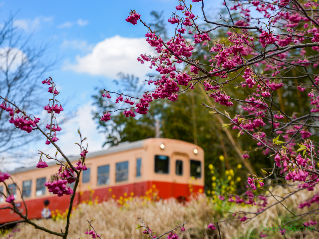 寒緋桜(?)を里見駅付近の築堤で