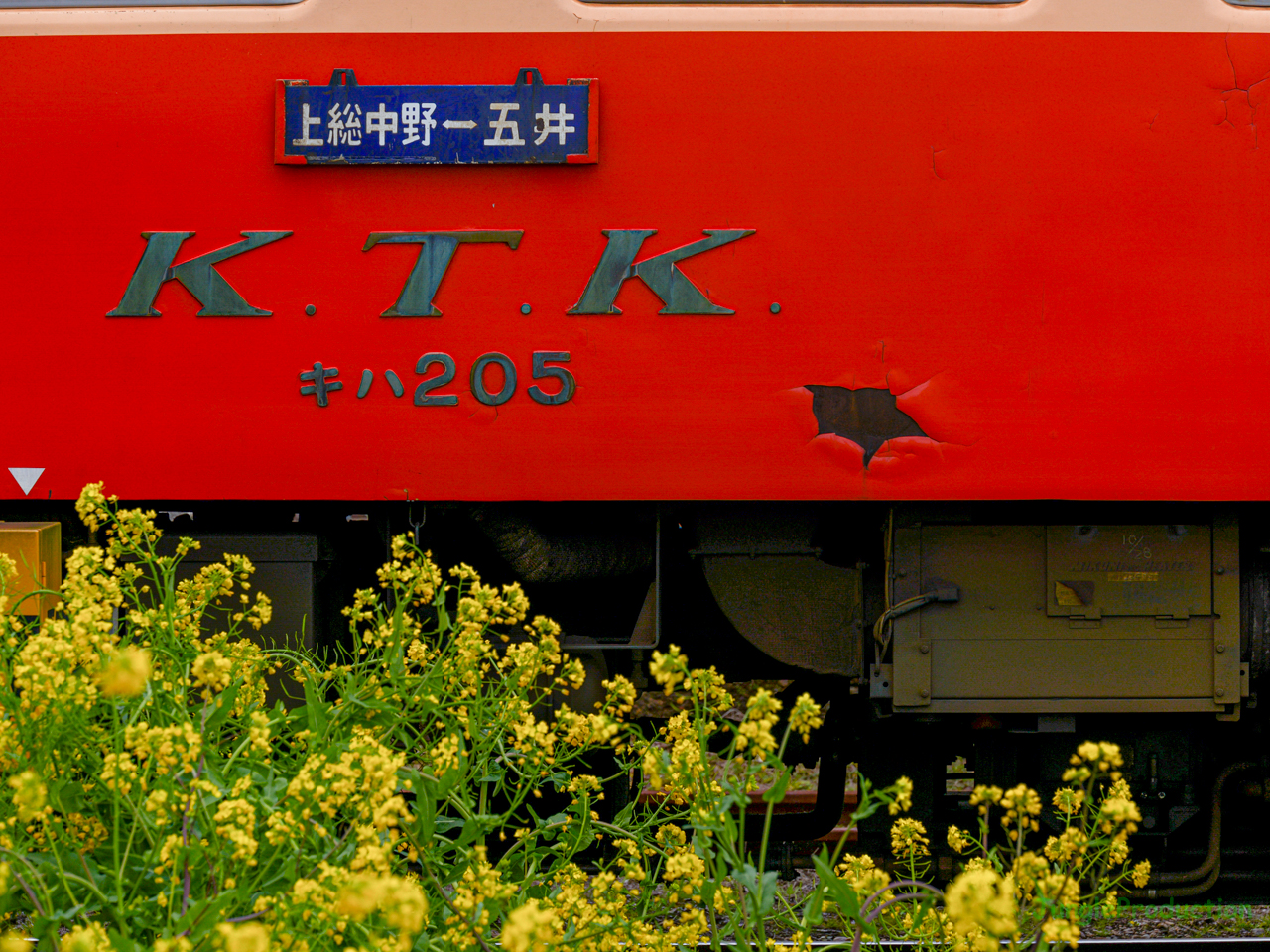 菜の花と気動車の床下を里見駅で