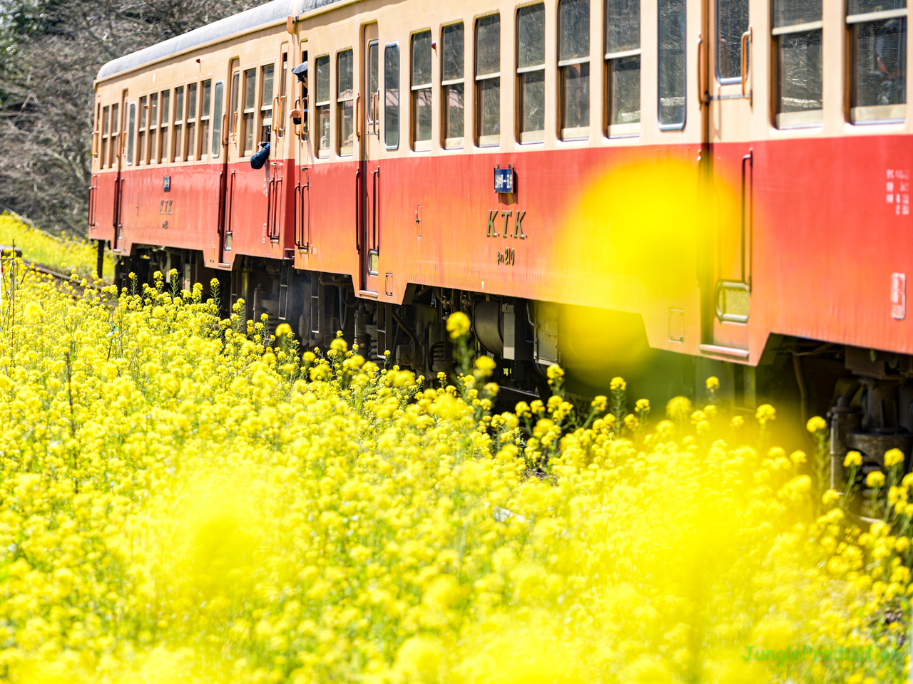 飯給駅の菜の花も満開でした