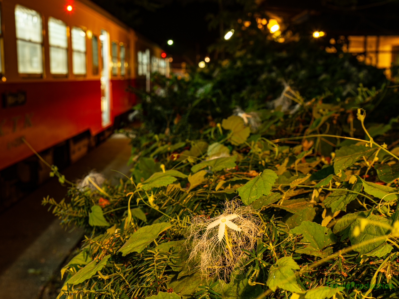 飯給駅でカラスウリの花を撮る