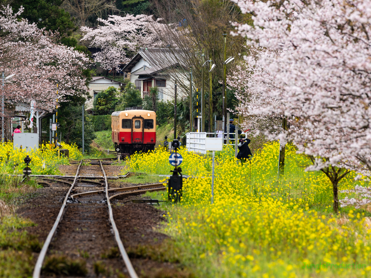 お店をサボって桜咲く里見駅越しにキハ