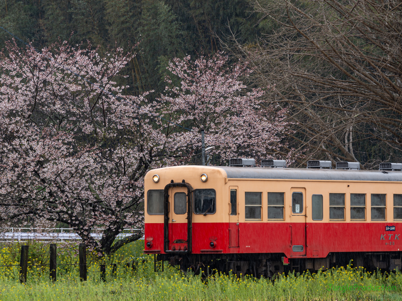 雨降り上総久保駅の桜とキハ