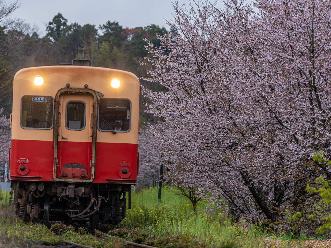 曇天の下で里見駅付近の桜とキハ