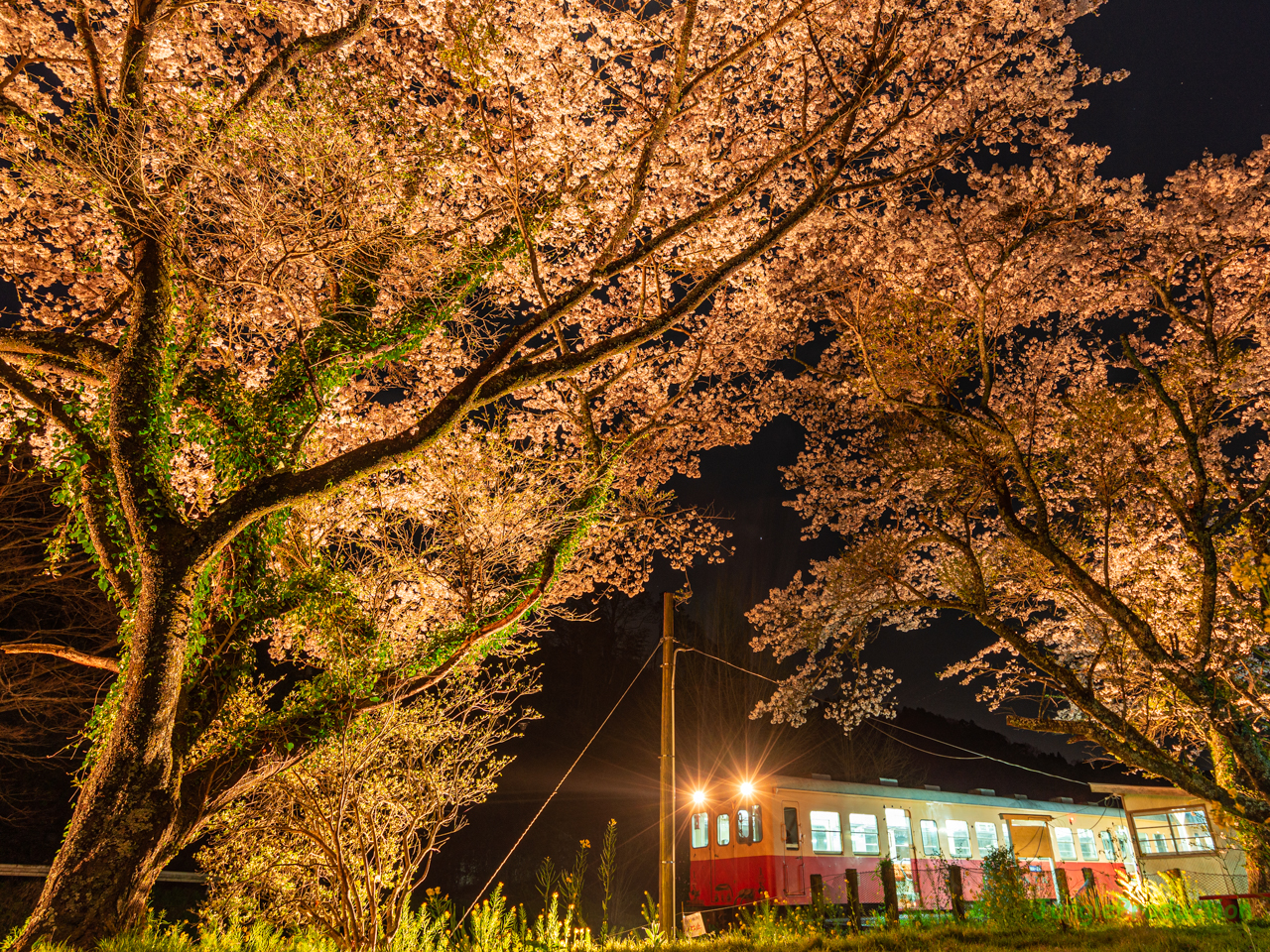 上総大久保駅で枝っぷりの良い桜のライトアップ