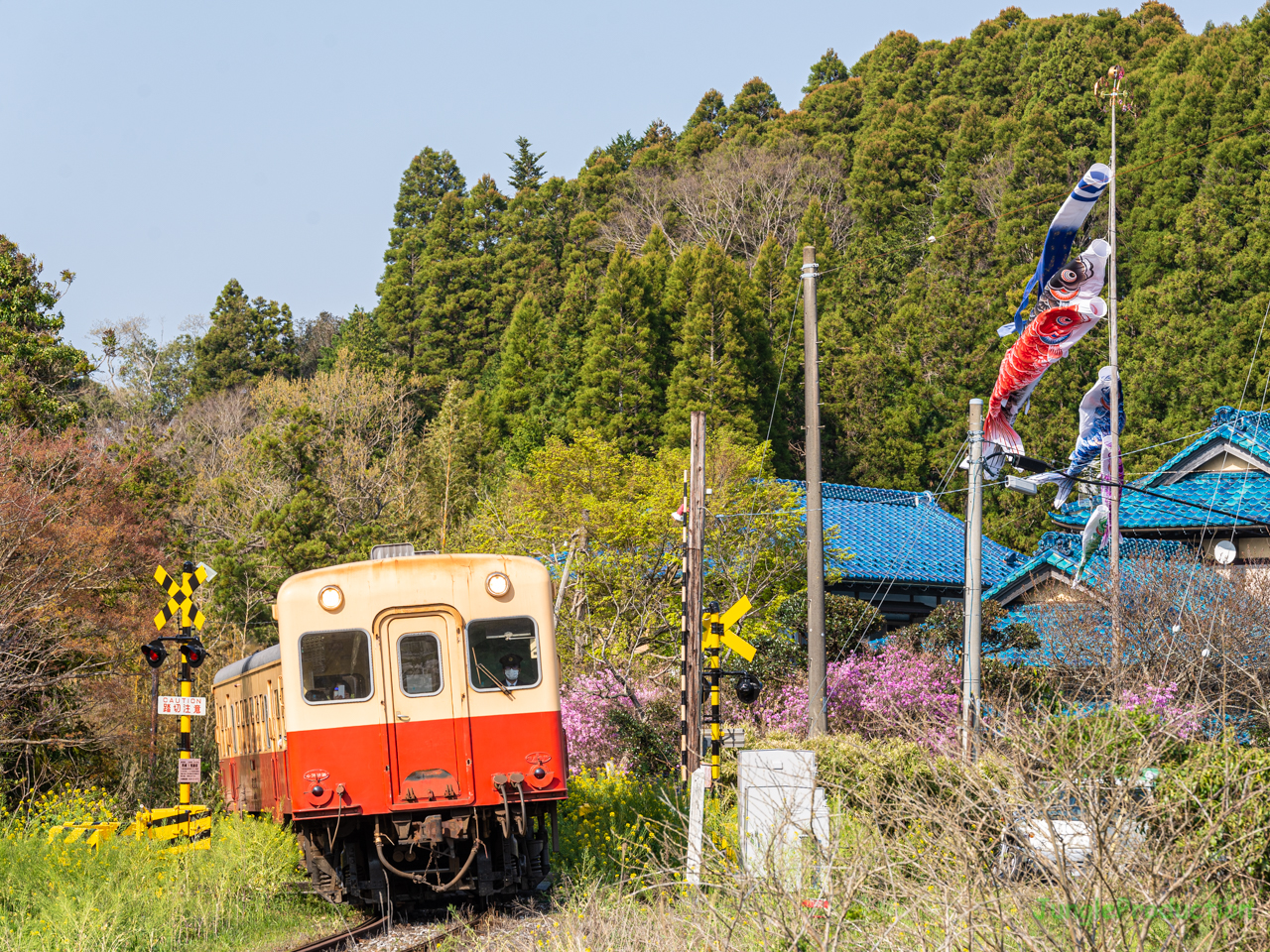 月崎駅そばの踏切で鯉のぼりと一緒にキハを撮る