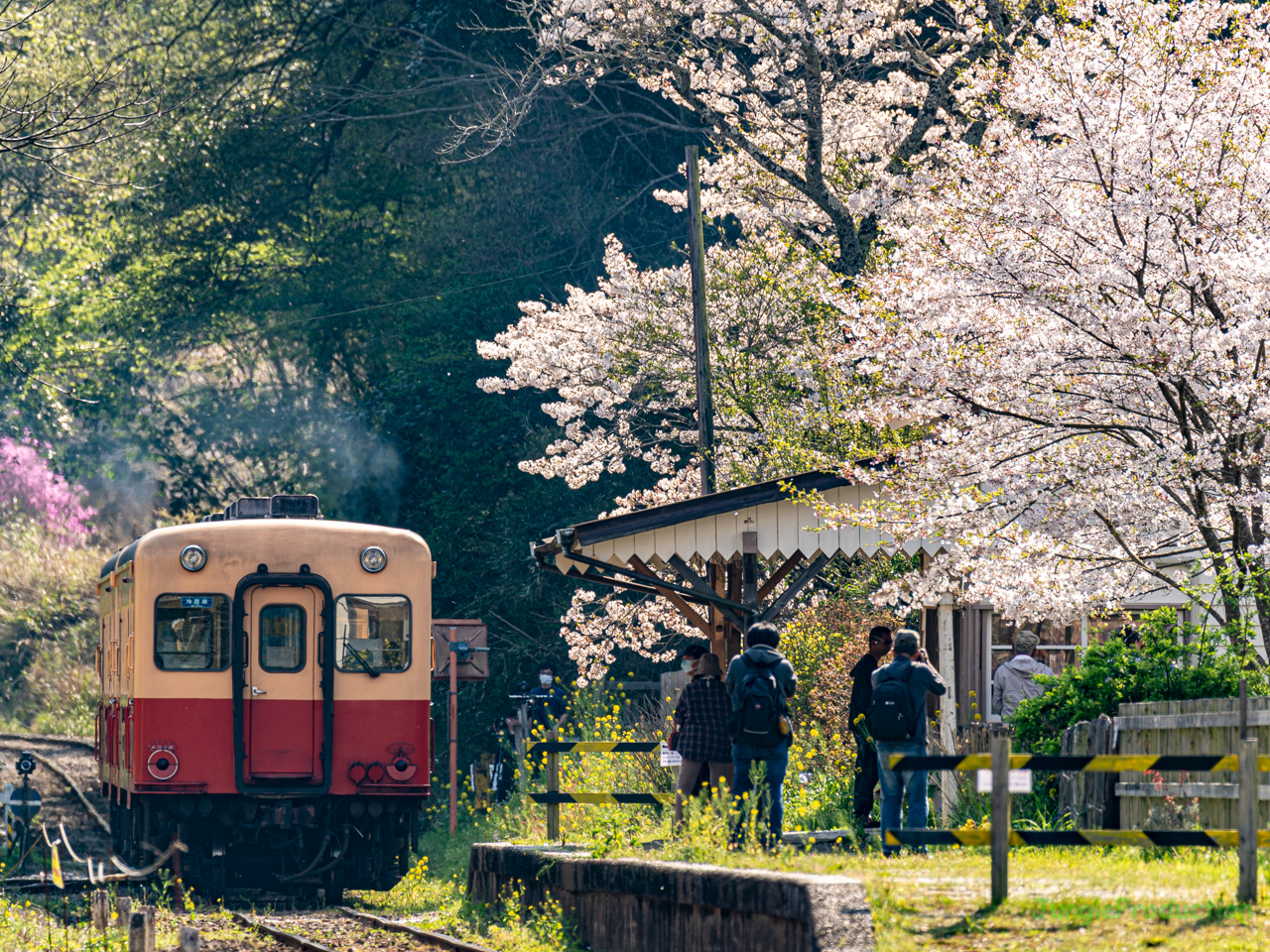 月崎駅を発車するキハと透過光で輝く桜