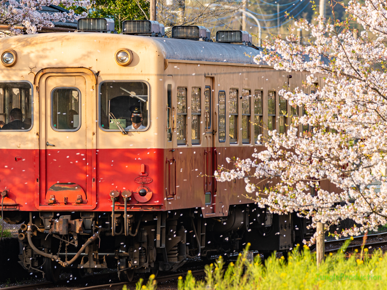 桜吹雪の中をキハが走る