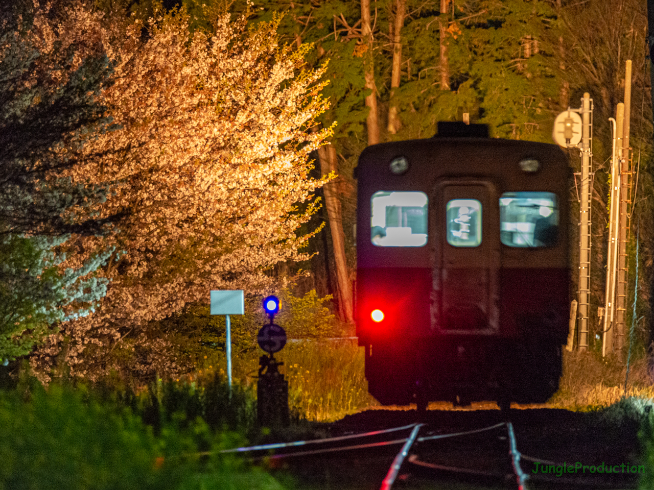 田野々の桜をヘッドライトで撮る