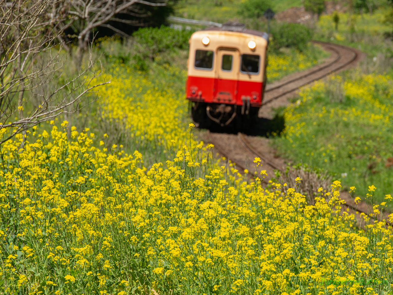 心地よい日差しに遅咲きの菜の花が気持ちよく揺れる