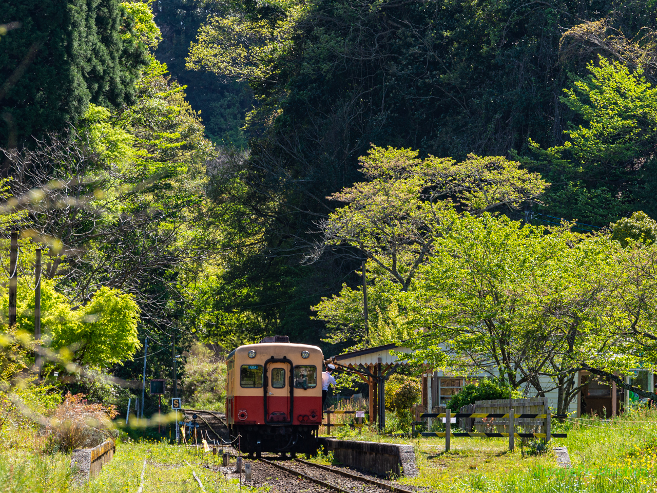 新緑で輝く月崎駅で車掌さんのカッコイイ姿を