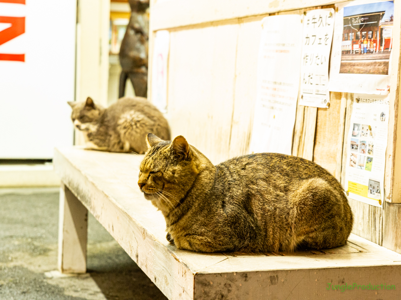 上総牛久駅の猫、うたた寝中