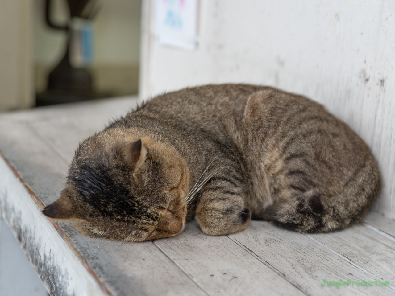 お昼寝中の上総牛久駅の猫さん