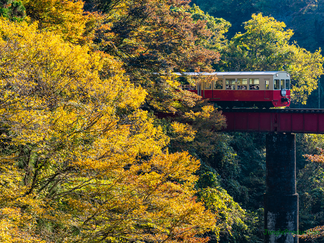 逆光で紅葉が輝く第四橋梁と里山トロッコ列車