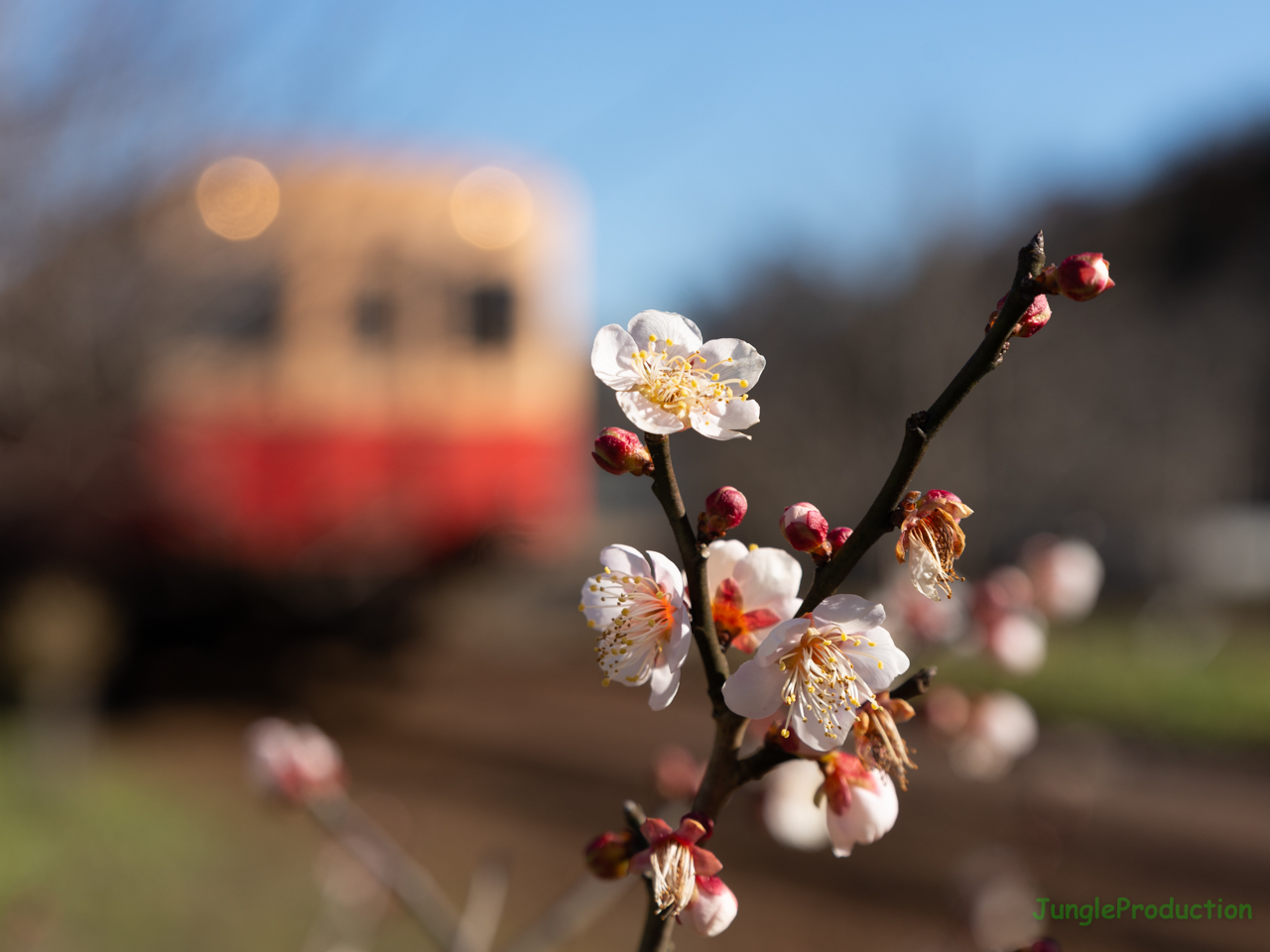 沿線でいち早く高滝駅の梅が咲きました