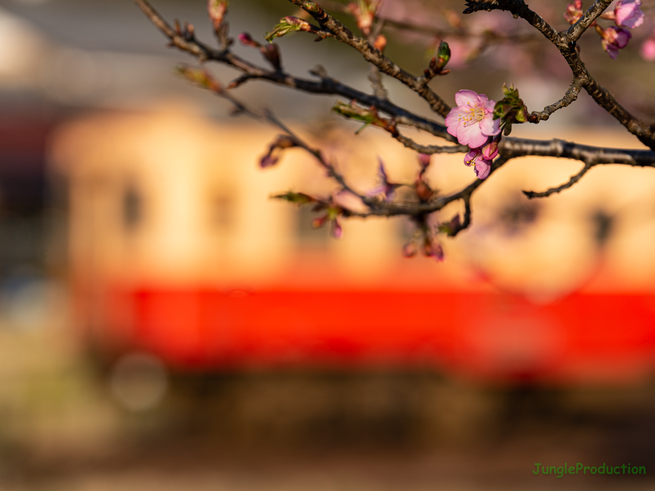 上総鶴舞駅の河津桜が咲き始めました