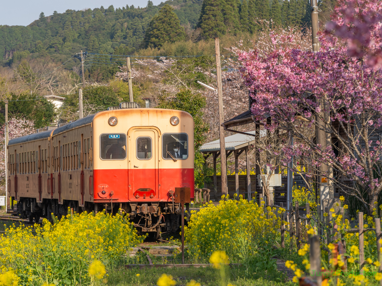 上総中野駅の桜とキハ