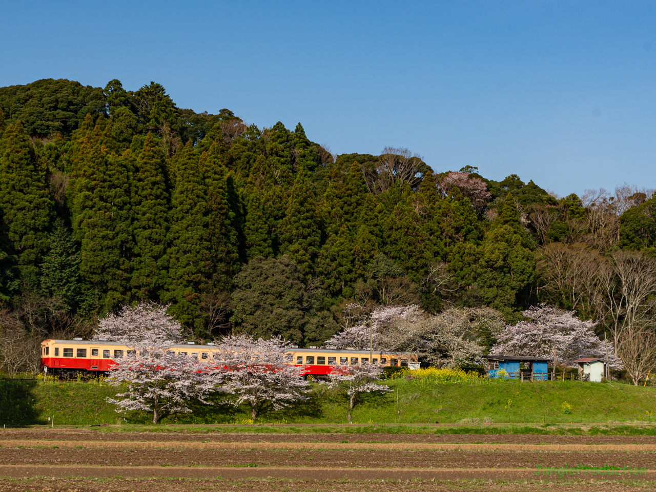 飯給駅の桜とキハを反対側から