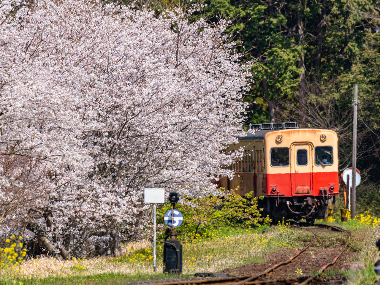 里見駅で桜飛び出しカット