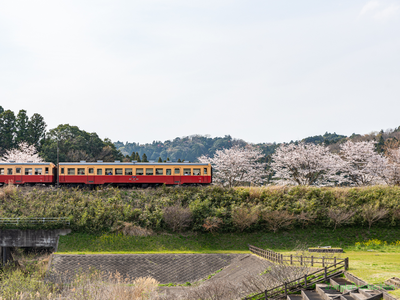 田野々の築堤で桜とキハ