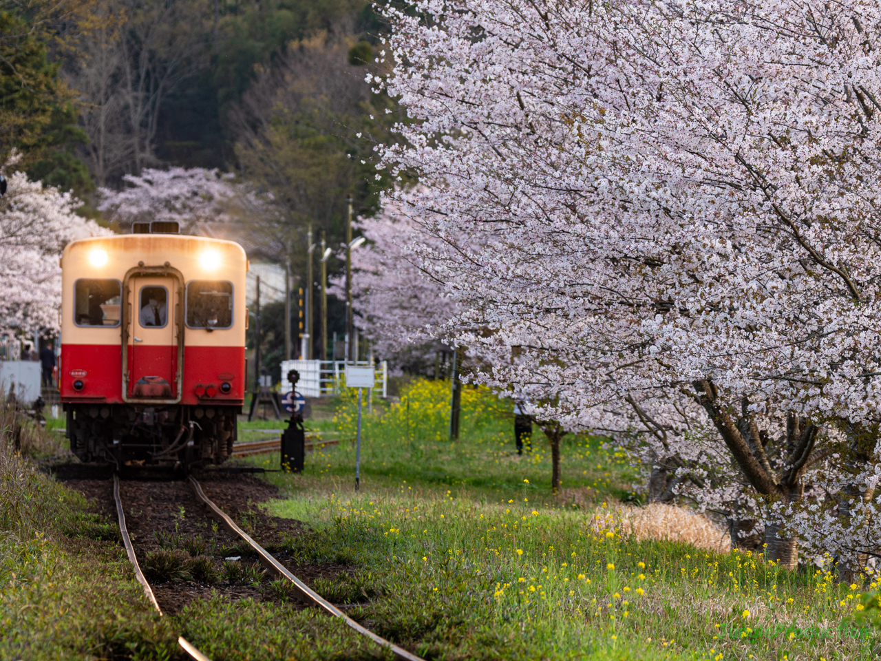 田野々の桜とキハ