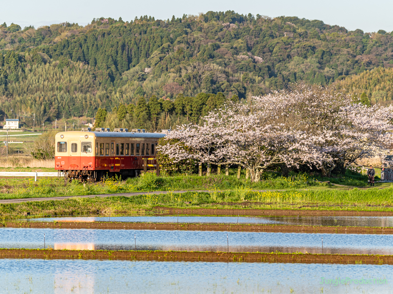 桜さく上総川間駅