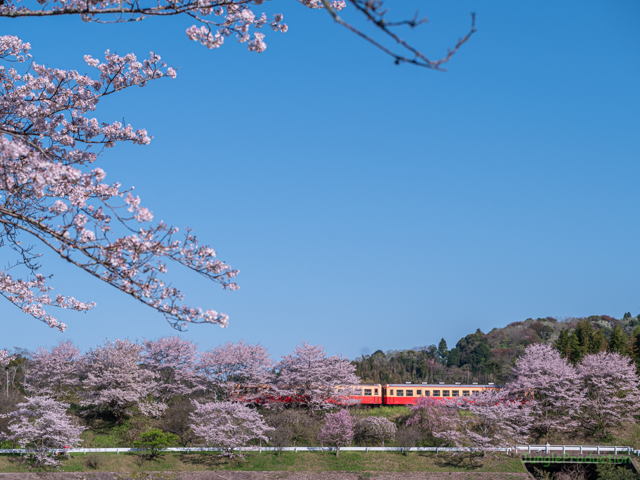 里見駅付近、田野々の桜と小湊鉄道キハ200