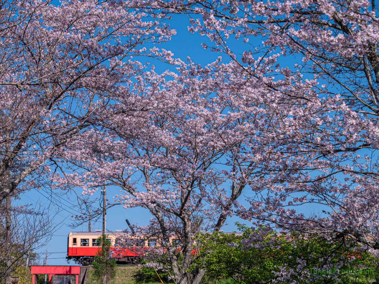 里見駅付近、田野々の桜と小湊鉄道キハ200