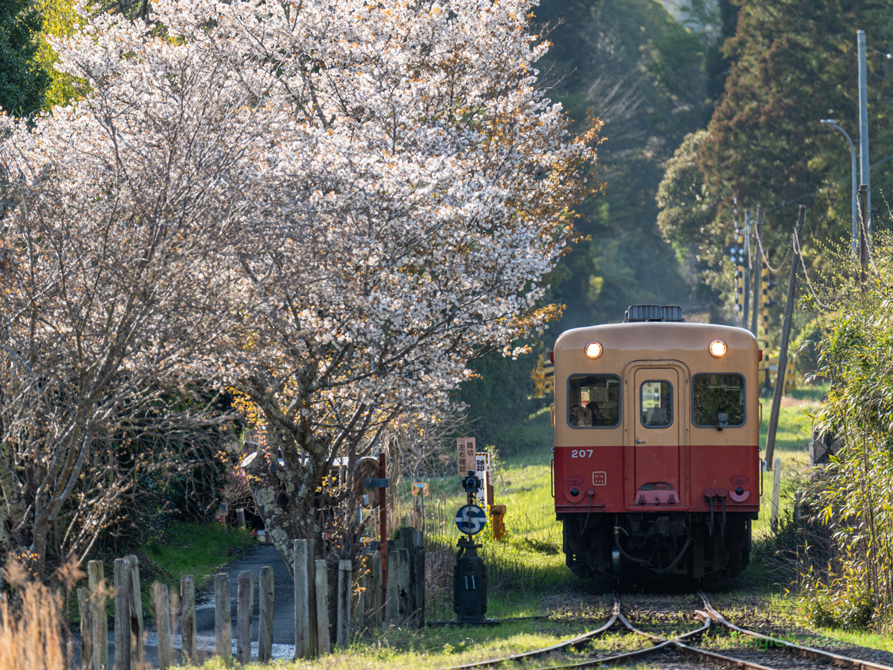 春の陽光と満開の桜