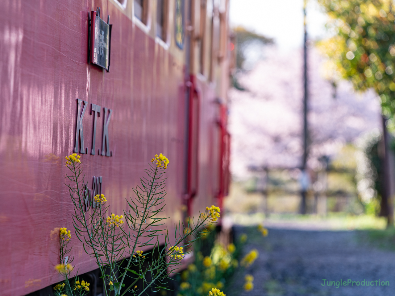 菜の花と列車が彩る春の風景