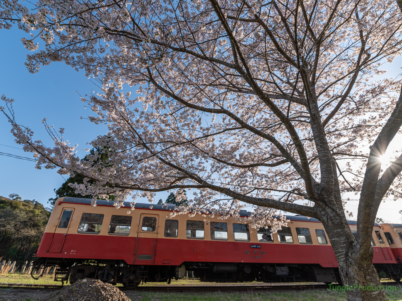 青空と桜と小湊鐵道