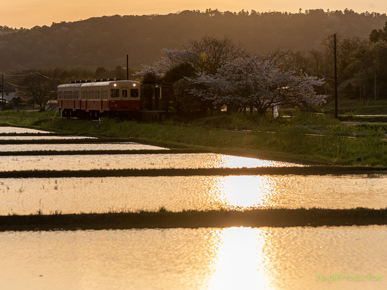 夕日を受けて光る水田と小湊鐵道