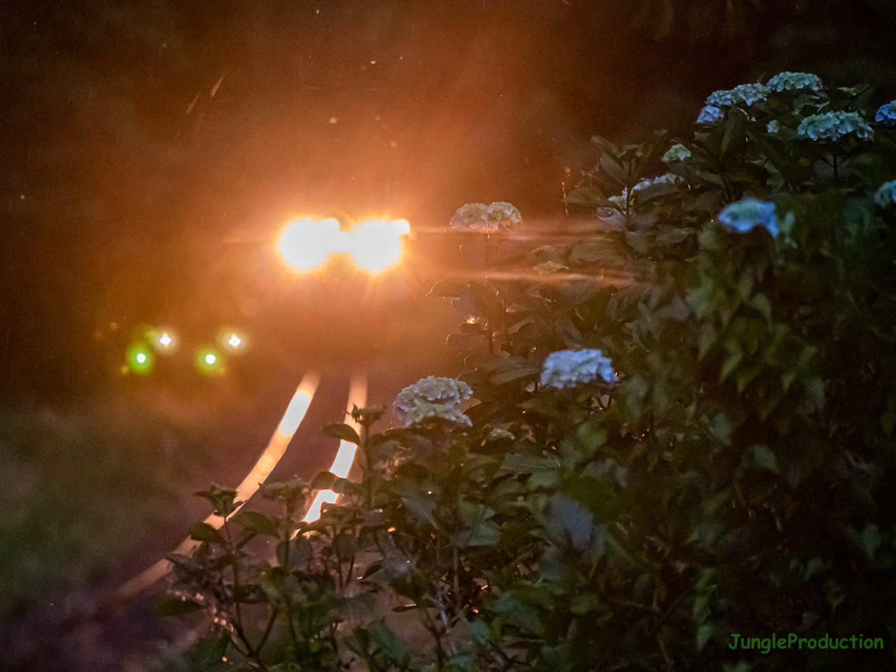 雨の中で紫陽花列車を撮る